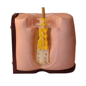 Simulador Punção Lombar Adulto SPL552